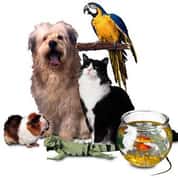 Funny Llama Names List Of Cute Names For Llamas