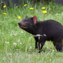 Tasmanian devils on Random Animal Facts You Will Immediately Regret Learning