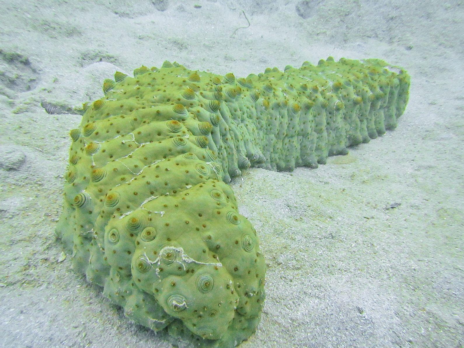 21 Of The Most Poisonous Sea Creatures and Deadly Ocean Animals