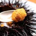 Sea urchin on Random Best (Non-Fish) Seafood