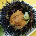 Sea urchin on Random Best Fish for Sushi