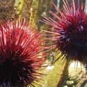 Sea urchin on Random Animals That Are Served as Food... Alive!