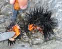 Sea urchin on Random Seriously Weird Sea Creature Eggs That'll Change How You See Ocean