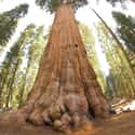 Sequoia National Park on Random Most Stunningly Gorgeous Places on Earth