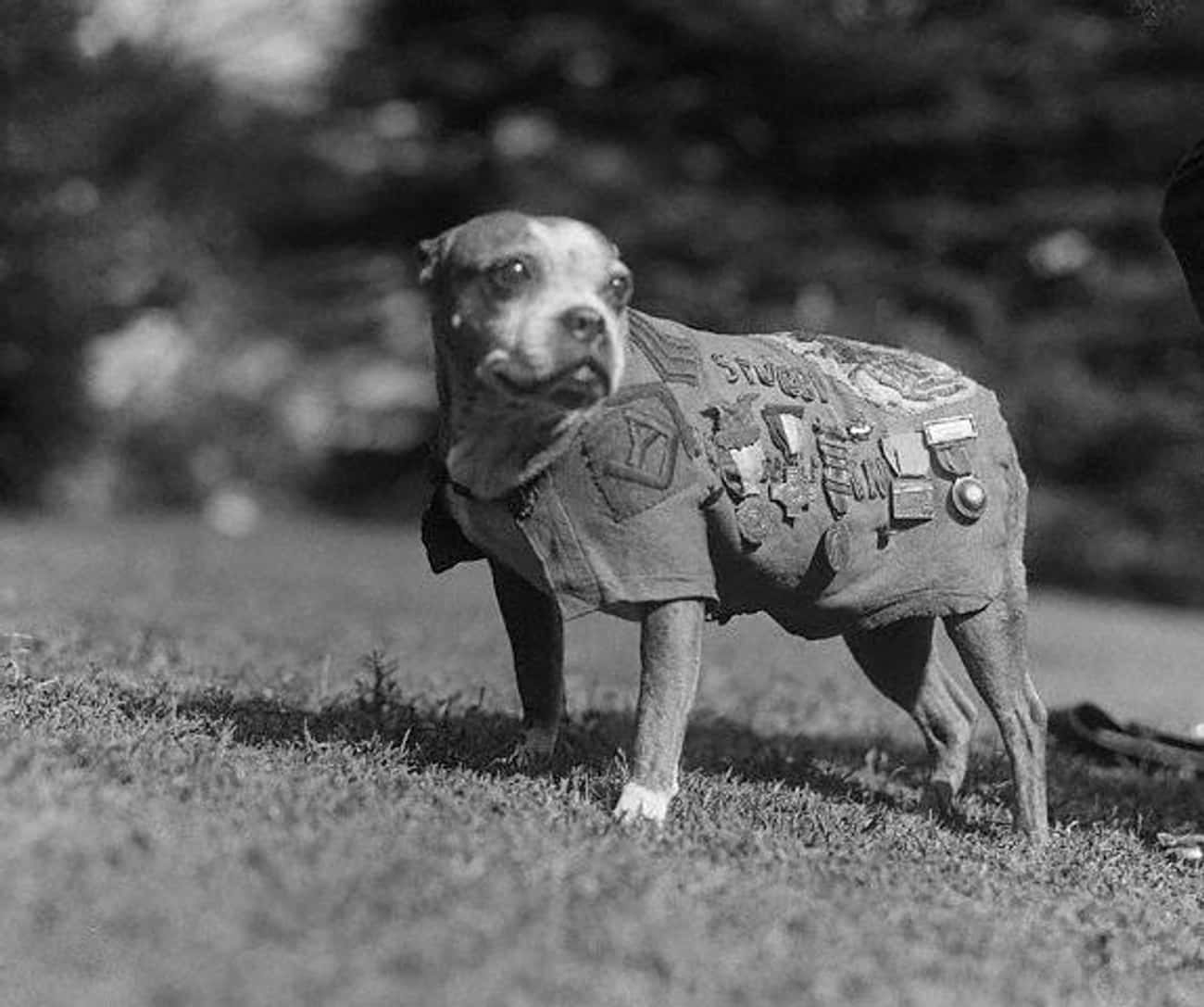Sergeant Stubby Reports For Duty
