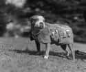 Sergeant Stubby on Random Proudest And Most Sophisticated History Dogs