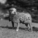 Sergeant Stubby on Random Proudest And Most Sophisticated History Dogs