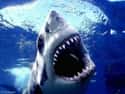 Shark attack on Random Worst Ways to Die