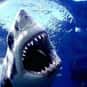 Shark attack is listed (or ranked) 14 on the list The Worst Ways to Die