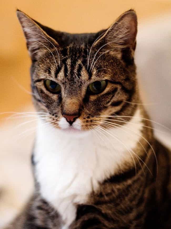 Best Short Hair Cat Breeds List Of Short Haired Cats