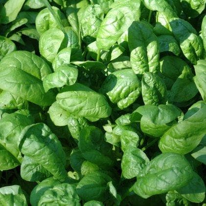 Spinach