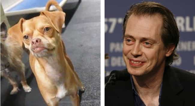 20 Animals That Look Like Celebrities - ViraLuck