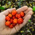 Surinam Cherry on Random Best Tropical Fruits