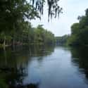 Suwannee River on Random Best American Rivers for Canoeing