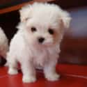 Pug, Weimaraner, Maltese, Soft Coated Wheaton Terrier, Akita on Random Best Apartment Dogs