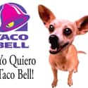 Taco Bell Chihuahua on Random Most Memorable Advertising Mascots