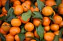 Tangerine on Random Best Essential Oils for OCD