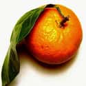 Tangerine on Random Best Essential Oils for Lip Balm