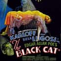 The Black Cat on Random Best Horror Movies About Cults and Conspiracies