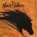 The Black Stallion on Random Best Kids Movies of 1970s