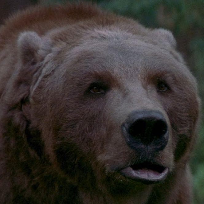 The 10 Best Killer Bear Horror Movies Of All Time