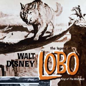 The Legend of Lobo