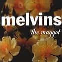 The Maggot on Random Best Melvins Albums