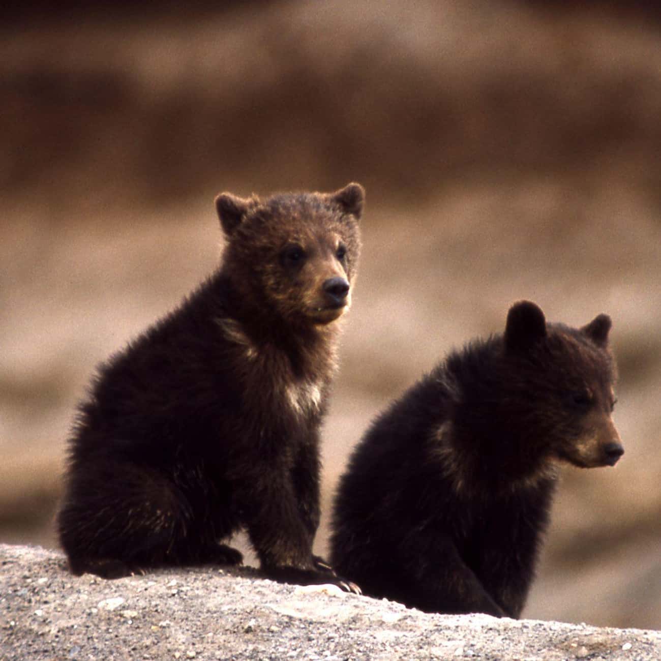 Thomas Jefferson Raised Twin Grizzly Cubs While President