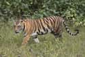 Tiger on Random World's Most Beautiful Animals