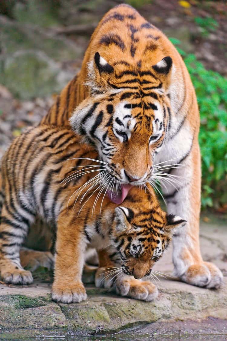 Cute Animal Parents | Photos of Mother and Baby Animals