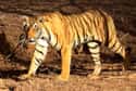 Tiger on Random Animals Attacked People Trying To Poach Them