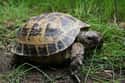 Tortoise on Random Best Pets for Kids