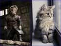Tyrion Lannister on Random Cats Who Look Like GoT Characters