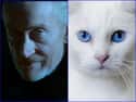 Tywin Lannister on Random Cats Who Look Like GoT Characters