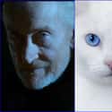 Tywin Lannister on Random Cats Who Look Like GoT Characters