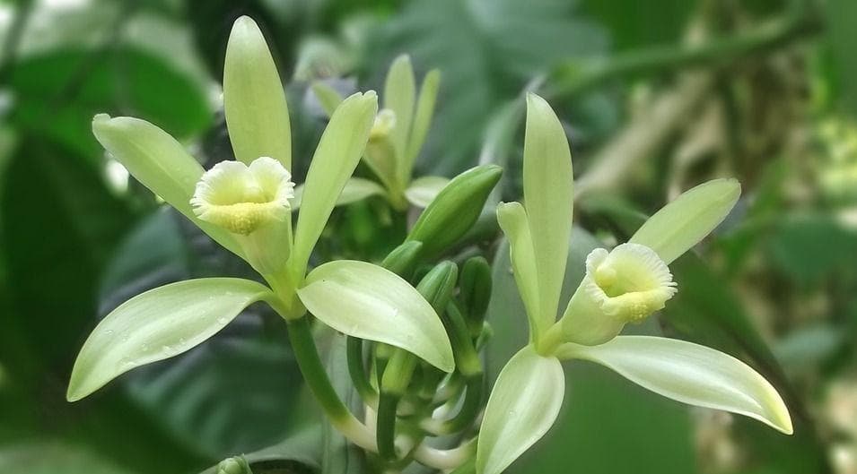Vanilla Is Actually Made From The Vanilla Orchid