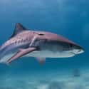 Tiger Sharks on Random Scariest Animals in the World