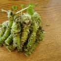 Wasabi on Random Bizarre Food Facts That Will Make You Rethink Your Eating Habits
