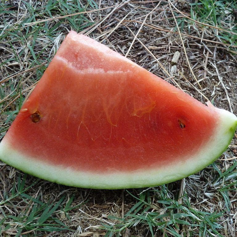 Watermelon Eating Contest