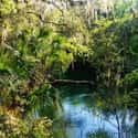 Wekiwa Springs on Random Secret Natural Swimming Holes To Add To Your Travel List
