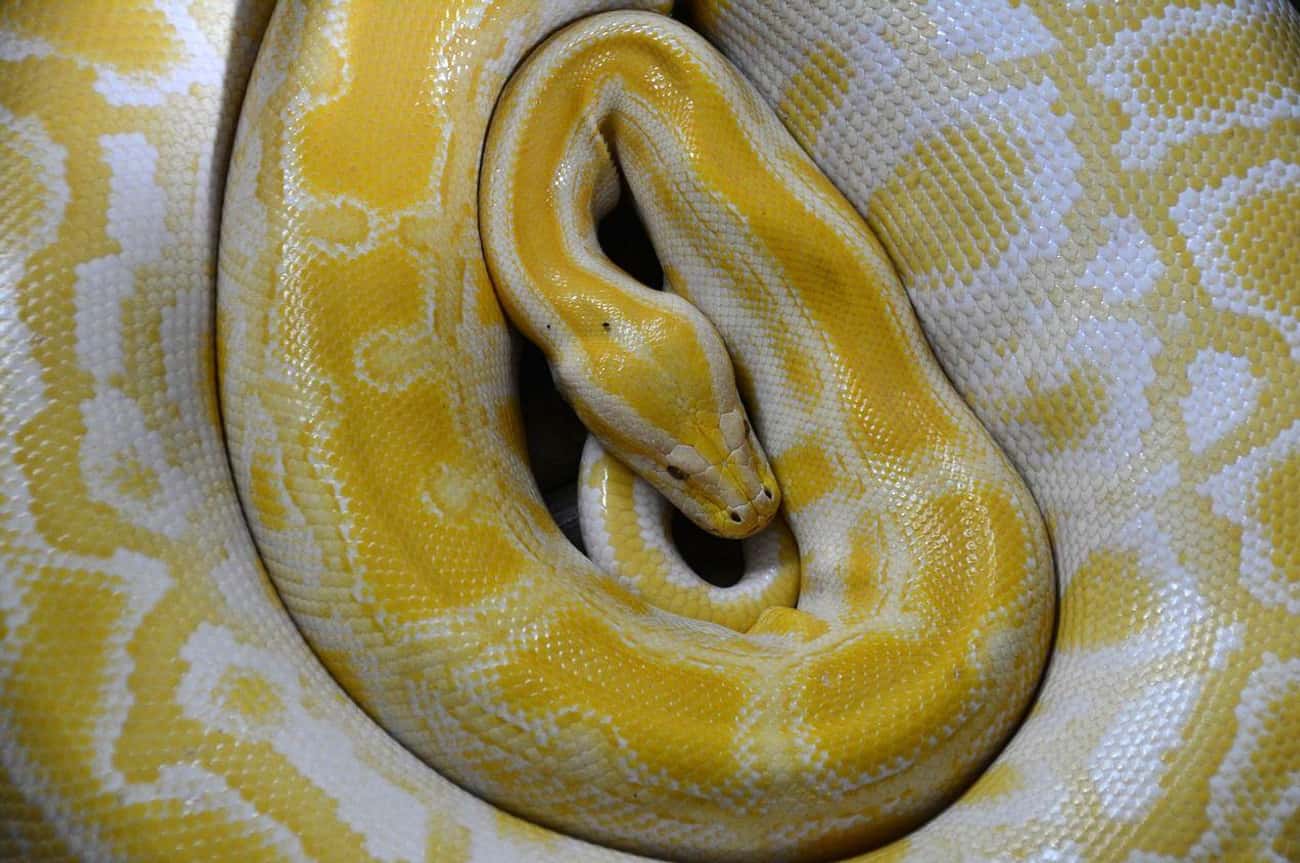 Yellow: The Boa Constrictor