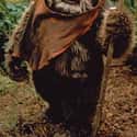 Wicket W. Warrick on Random Star Wars Characters Deserve Spinoff Movies