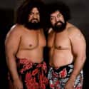 The Wild Samoans on Random Best Tag Teams In WWE History