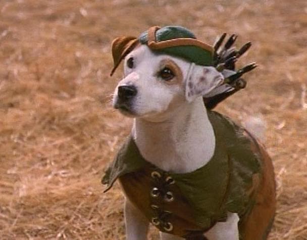 The Best Television Shows Starring Animals Of All Time, Ranked