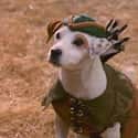 Amy Acker, Melissa Archer, Shelley Duvall   Wishbone is a half-hour children's television show that aired from 1995 to 1998 in the United States on PBS. The show's title character is a Jack Russell Terrier.