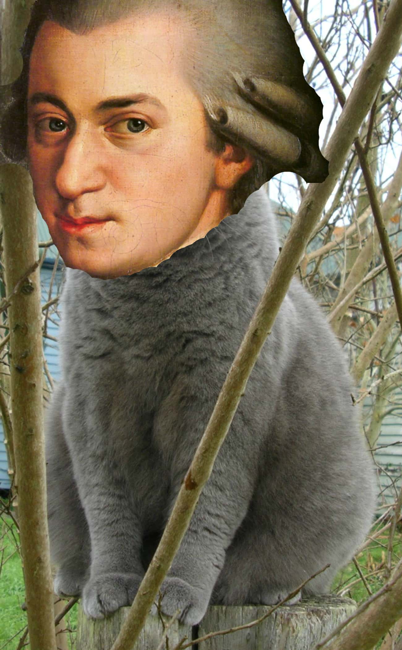 Mozart Enjoyed Being a Cat