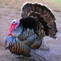 Turkey on Random Animals You Would Not Want To Be Reincarnated As