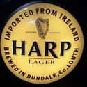 Guinness Harp Lager on Random Best Beers from Around World