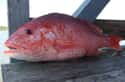 Red snapper on Random Most Poisonous Creatures In Sea