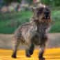 Toto is listed (or ranked) 18 on the list The Greatest Dog Characters of All Time